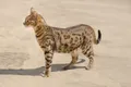 Саванна (порода кошек)