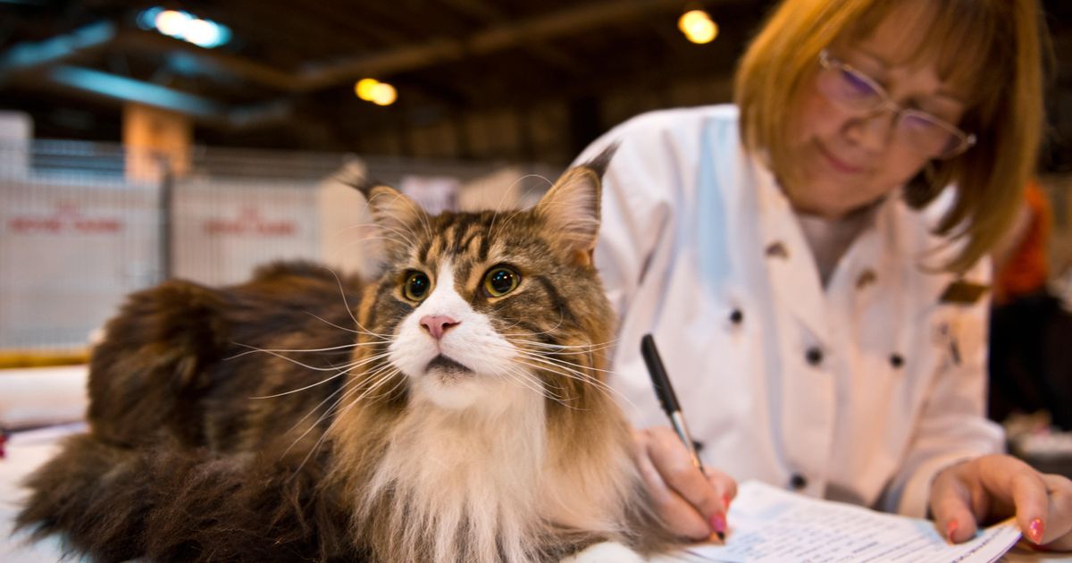 Фелинология. Большая российская энциклопедия