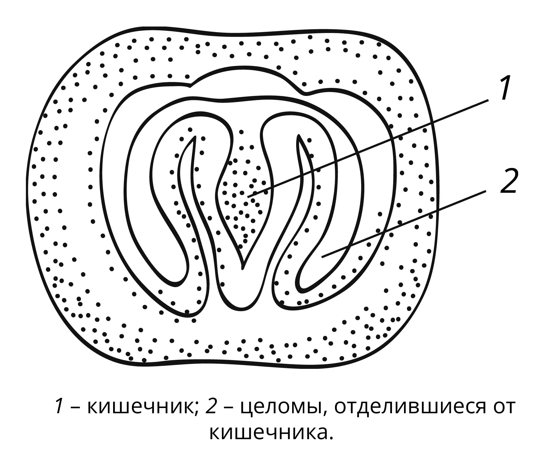 Мезодерма на рисунке