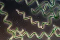 Спирулина (Spirulina platensis)
