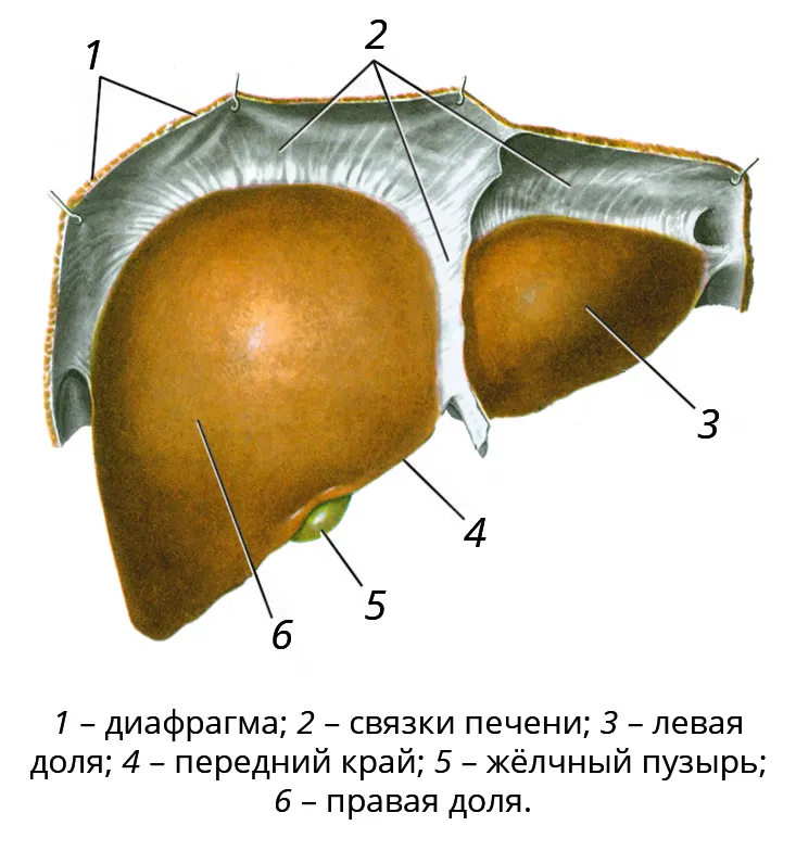 Строение печени фото