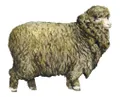 Овца сальской породы