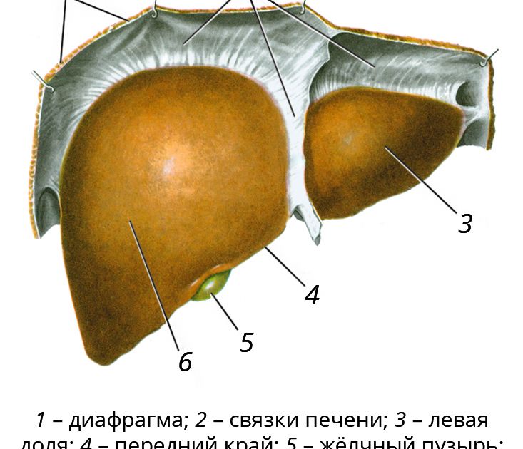 Печень человека. Большая российская энциклопедия