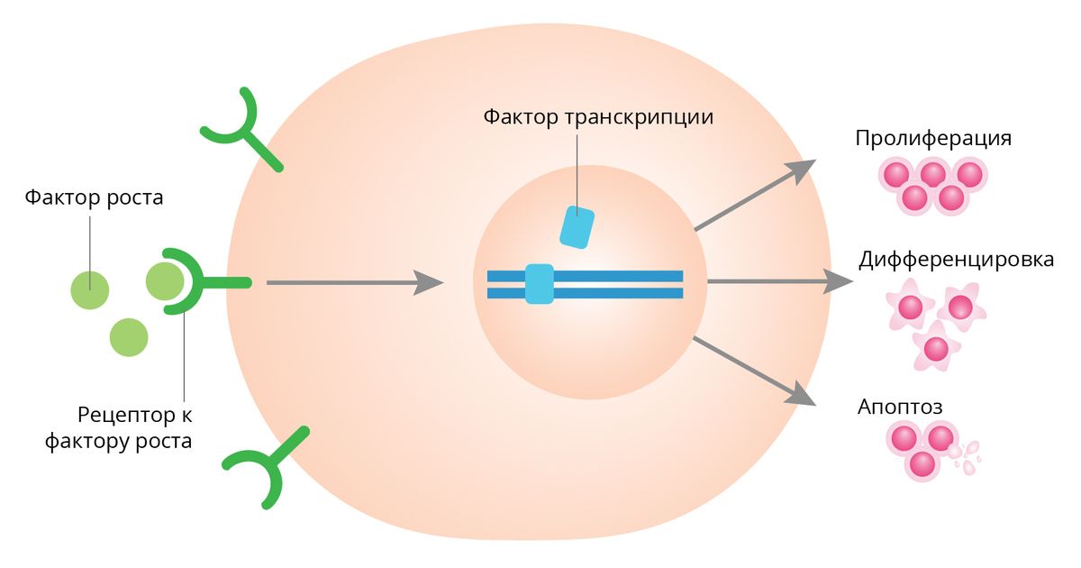 Факторы роста. Большая российская энциклопедия