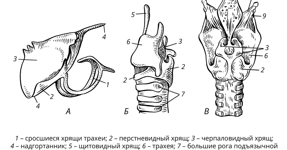 Гортань. Большая российская энциклопедия