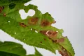 Лист, поражённый патогенным грибом (Stigmina carpophila)