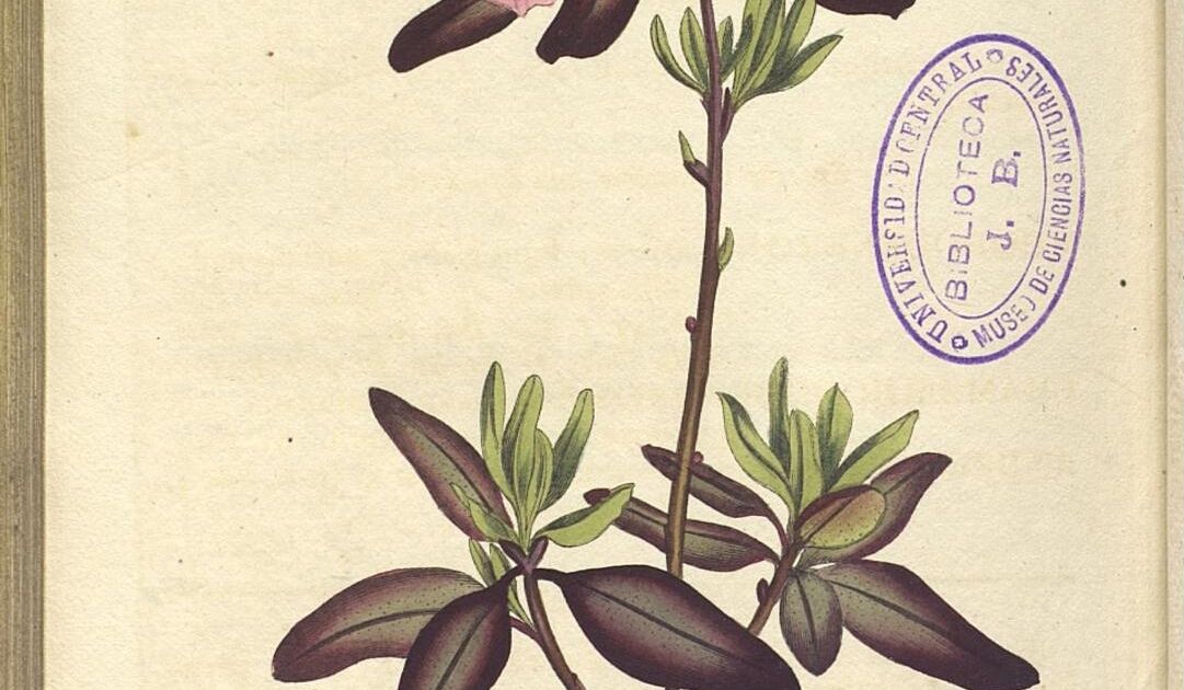 Рододендрон даурский. Большая российская энциклопедия