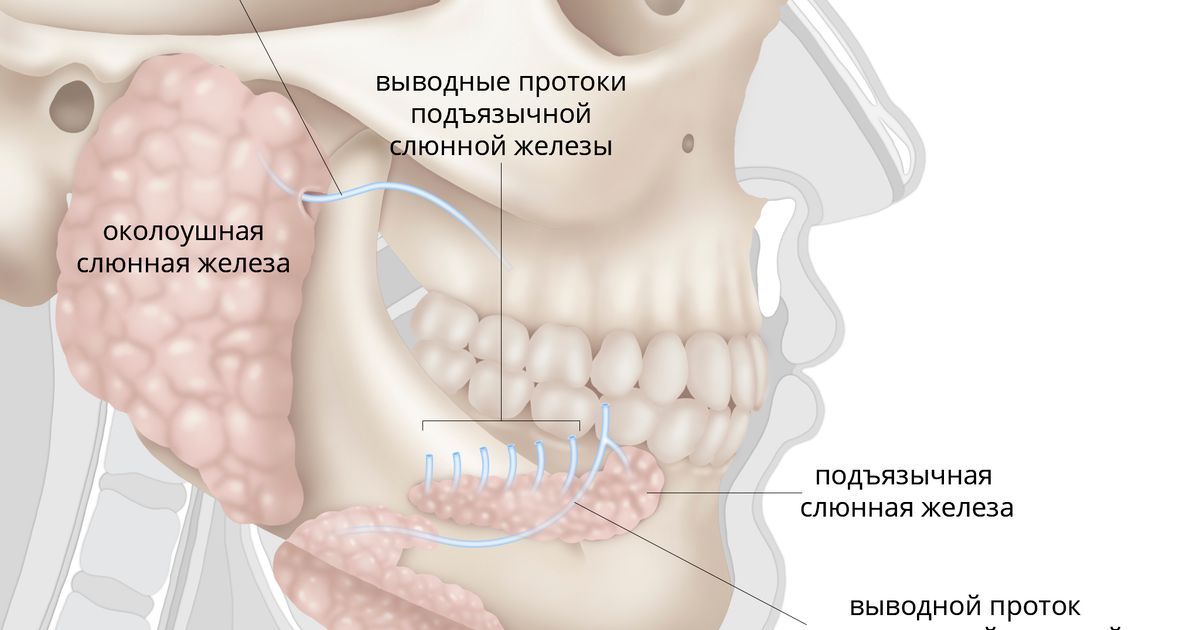 Восполят слюнные железы за челюстными суставами. Удаление слюнной железы | отзывы Рак Слюнных Желез Кто Определяет Слюнные железы - Анатомия человека | Kenhub