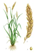 Чумиза: 1 – общий вид растения в фазе налива зерна; 2 – метёлка; 3 – зерно