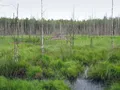 Осоковое болото. Рдейский заповедник (Новгородская область)