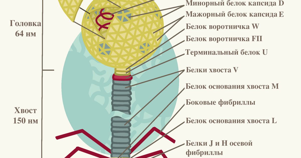 Фаг лямбда. Большая российская энциклопедия