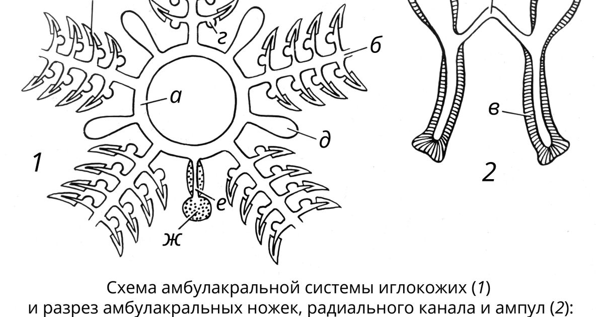 Амбулакральная система. Большая российская энциклопедия