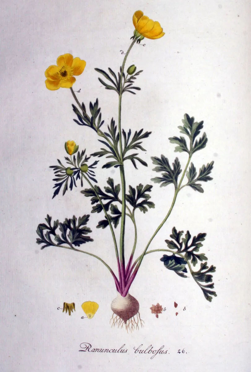 Лютик Ботаническая иллюстрация
