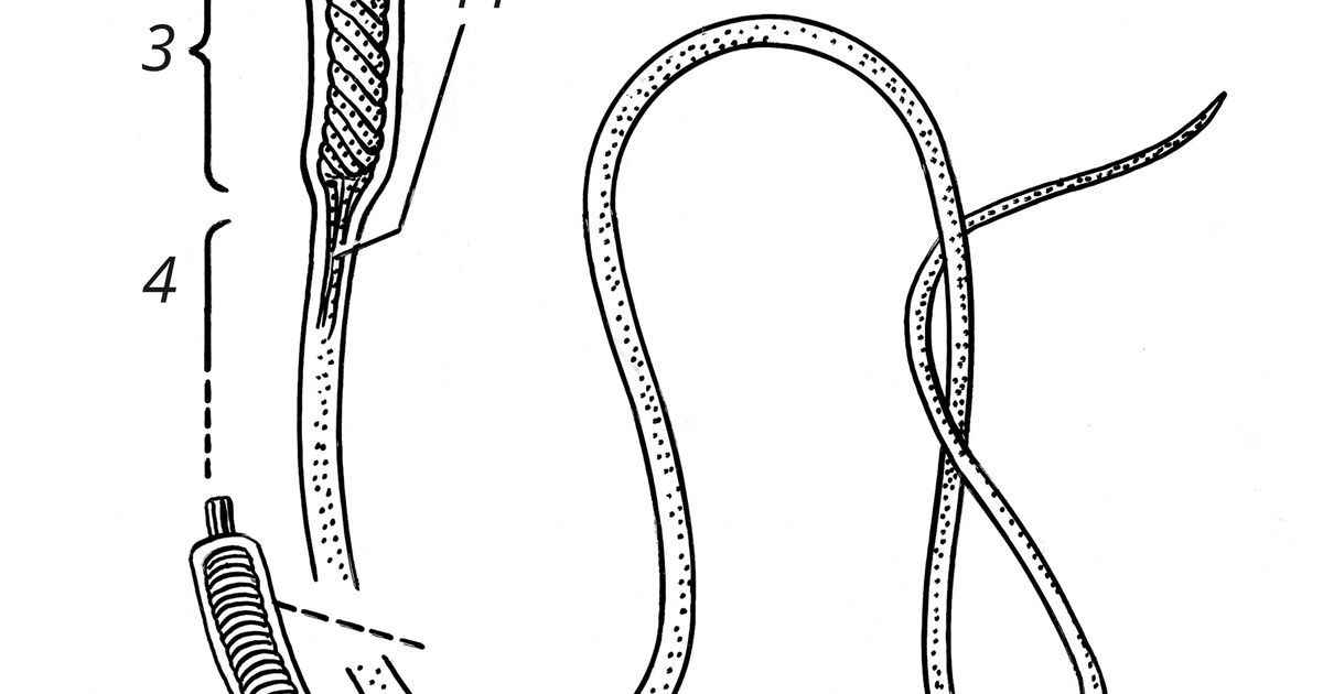 Сперматозоид. Большая российская энциклопедия