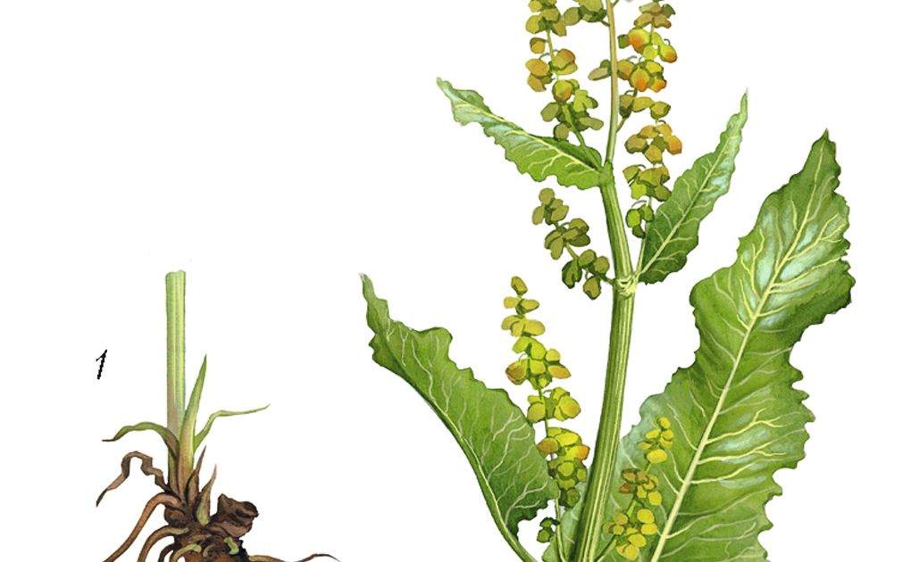 Щавель. Большая российская энциклопедия