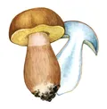Синяк (вид грибов)