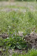 Пастушья сумка обыкновенная (Capsella bursa-pastoris)