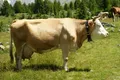 Корова симментальской породы
