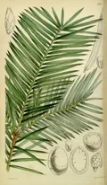 Торрея калифорнийская (Torreya californica). Ботаническая иллюстрация