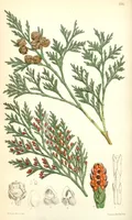 Кипарисовик Лавсона (Chamaecyparis lawsoniana). Ботаническая иллюстрация