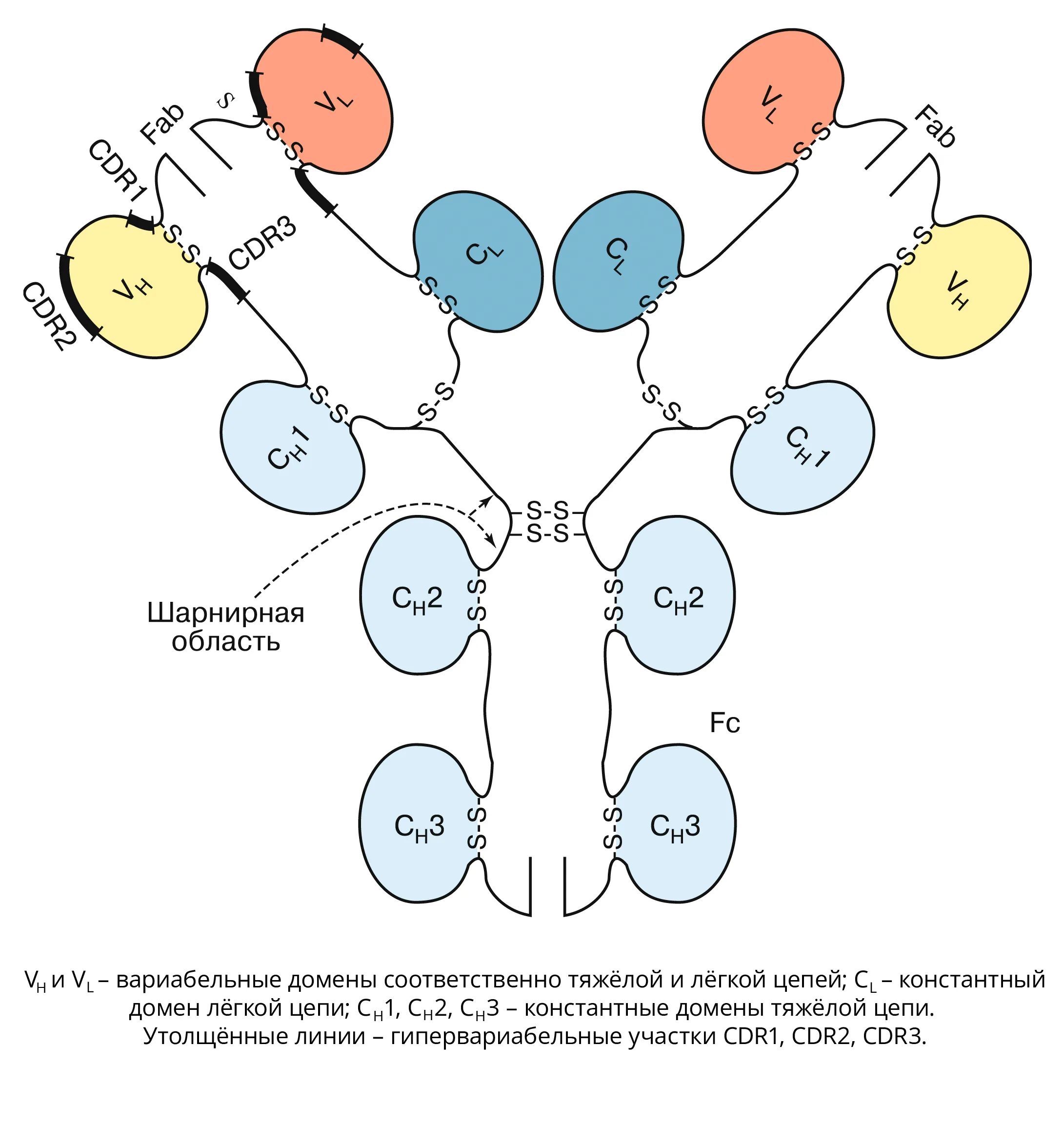 Схема строения иммуноглобулина
