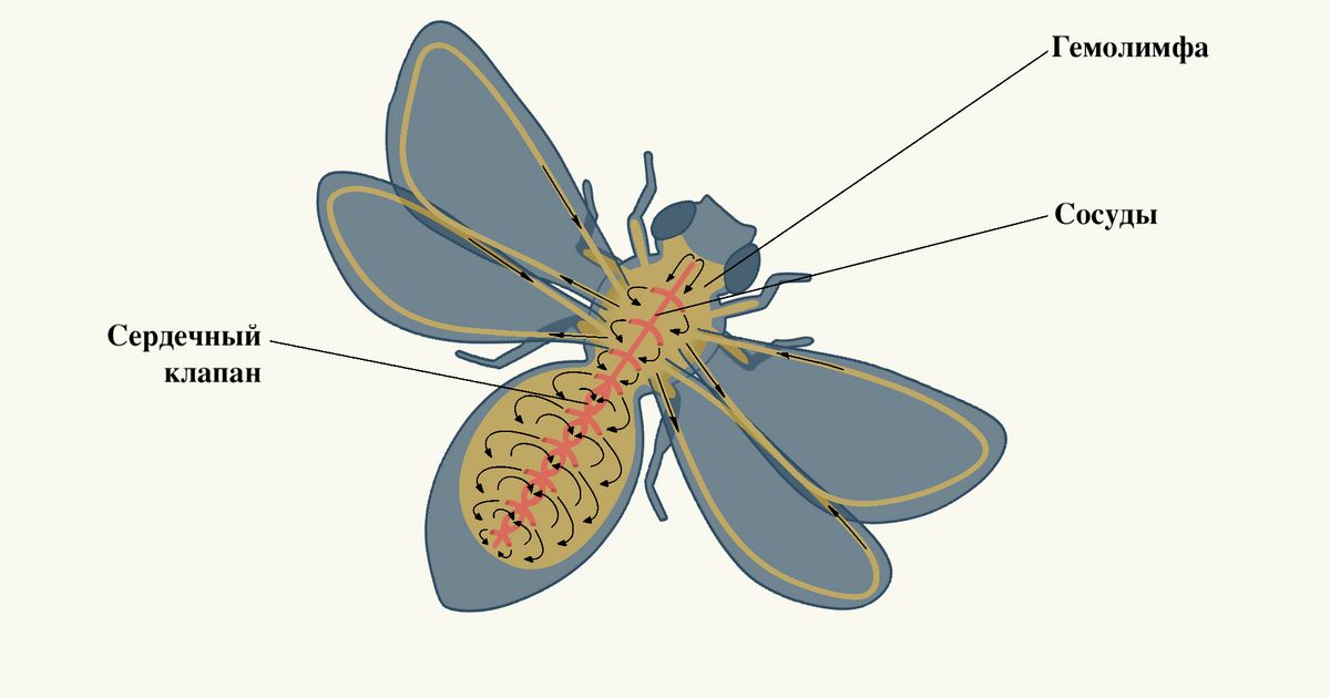 Гемолимфа. Большая российская энциклопедия