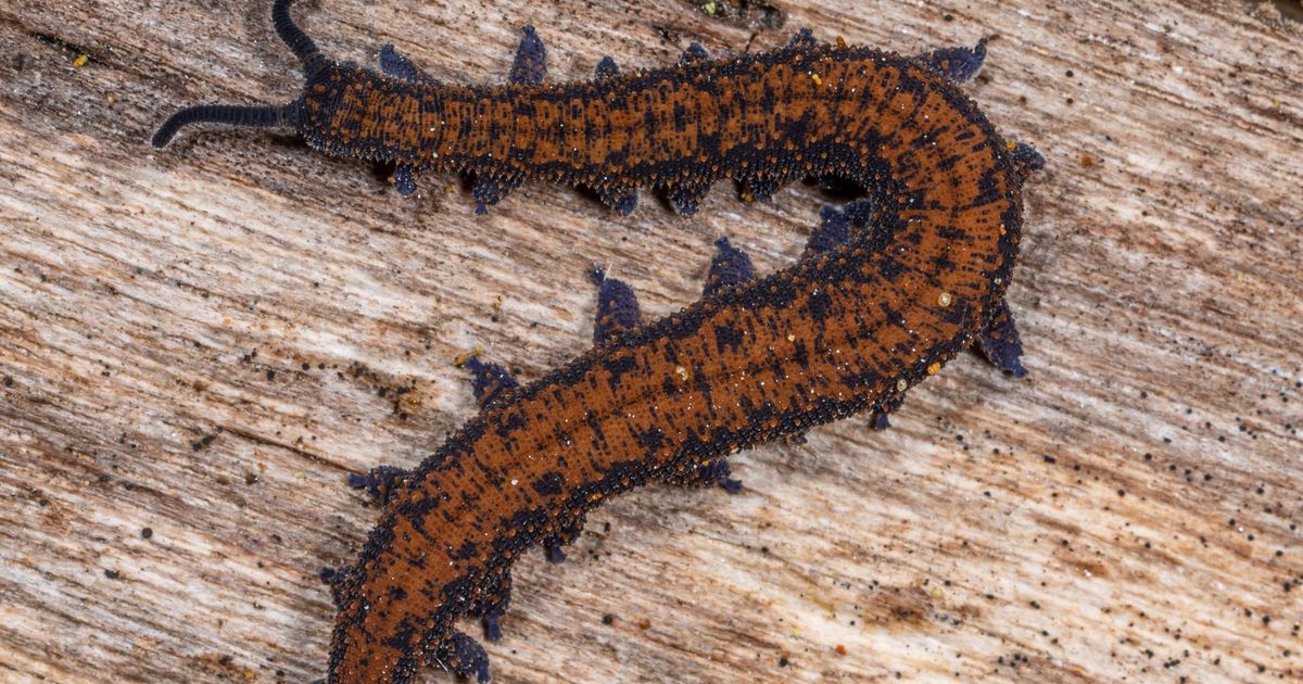 Онихофоры. Большая российская энциклопедия