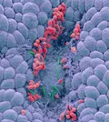 Одноклеточные микроорганизмы. Дрожжи (красные) и бактерии Helicobacter Pylori (зелёные) на слизистой оболочке желудка