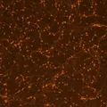 Первичная монослойная клеточная культура нейронов мыши в поле зрения флуоресцентного светового микроскопа