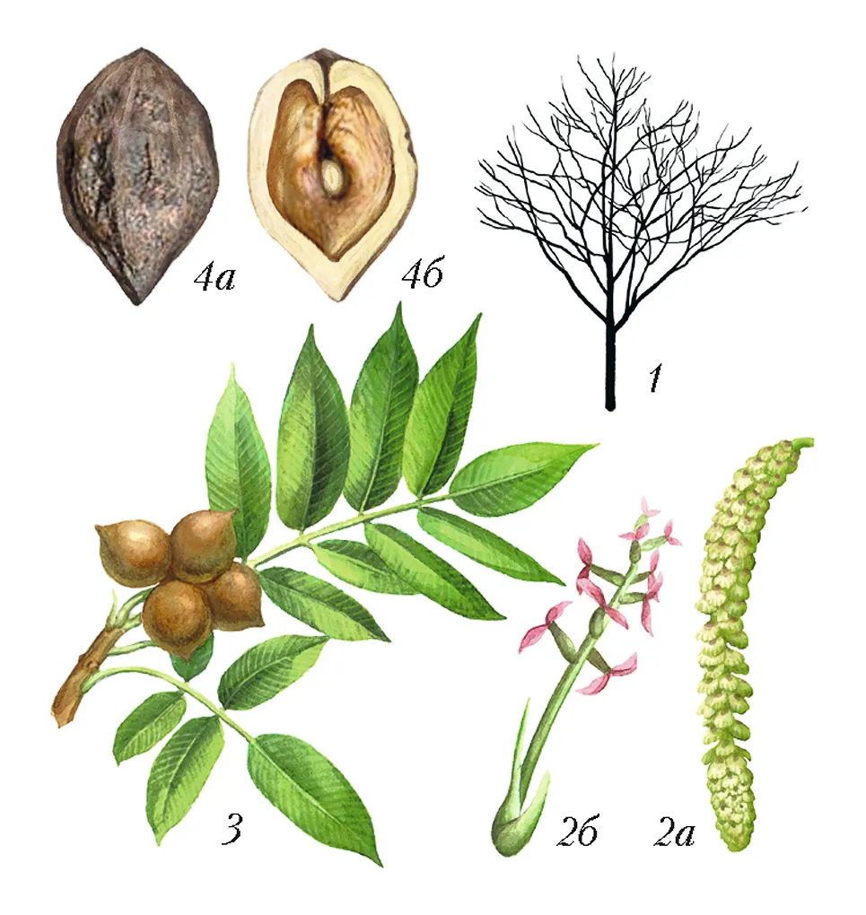 Орех маньчжурский (Juglans mandshurica)