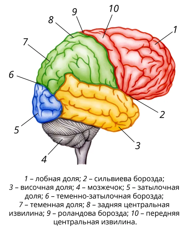 Кора больших полушарий головного мозга рисунок