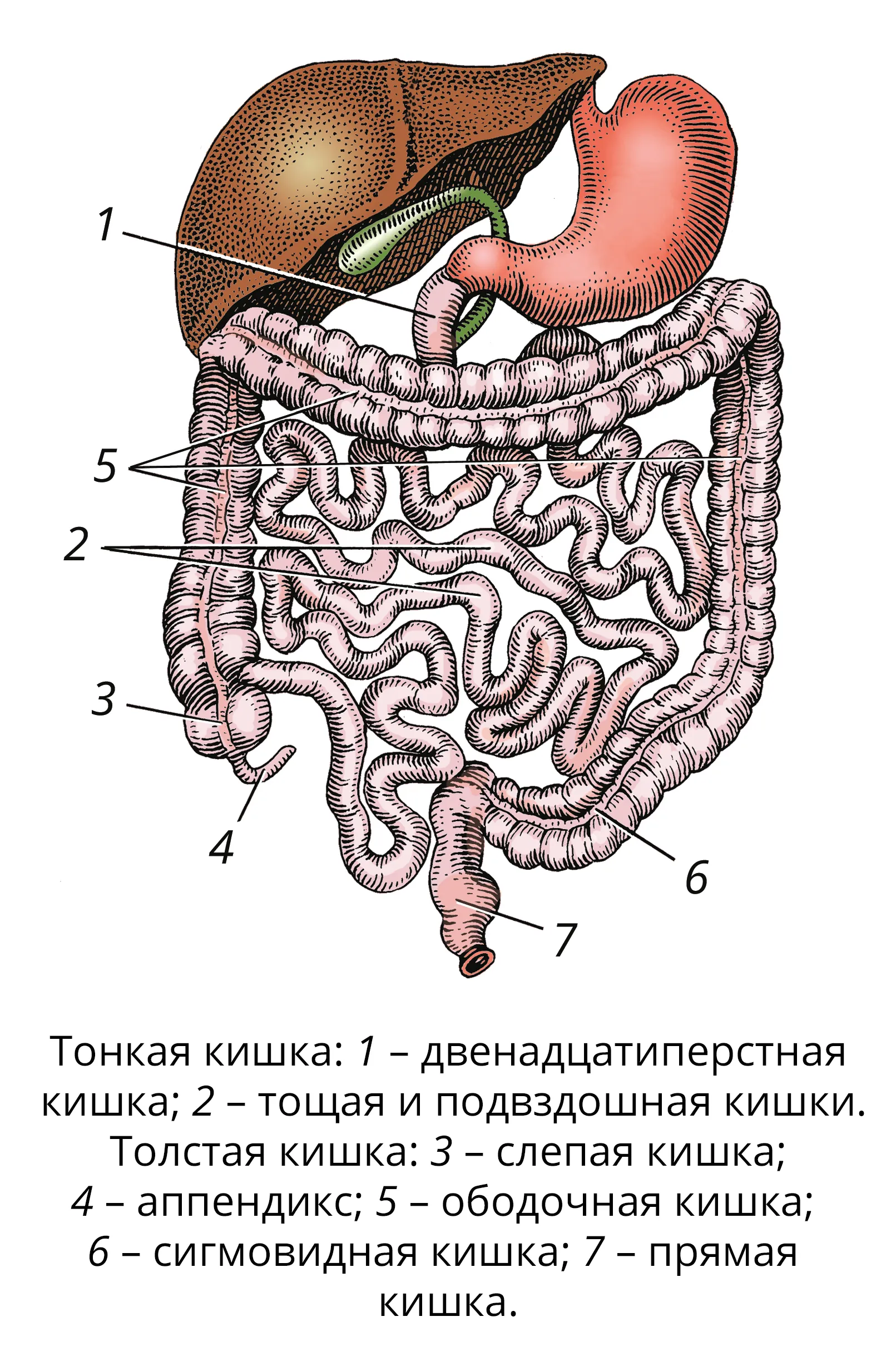 Анатомия тонкого и Толстого кишечника