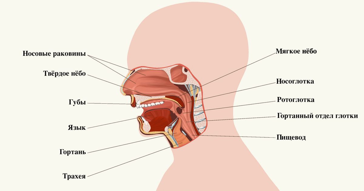 Схема горла человека