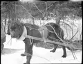 Собака в заповеднике Маштеуятш. 1926
