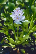 Эйхорния. Эйхорния толстоножковая (Eichhornia crassipes)