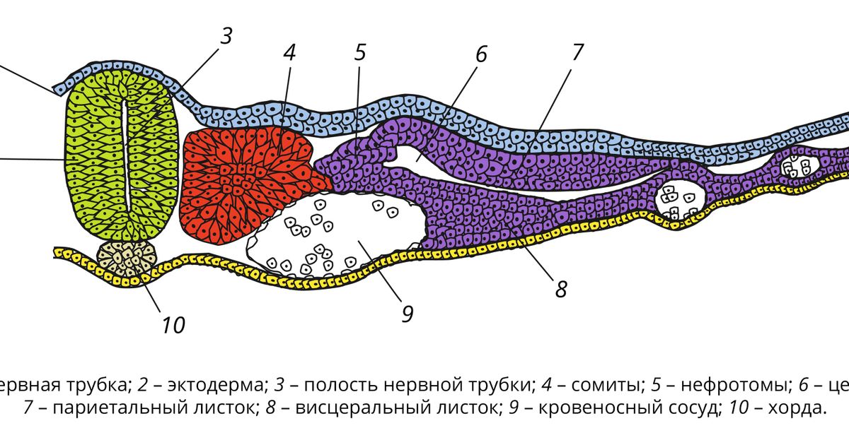 Образование кишечной трубки закладка нервной трубки формирование