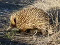 Австралийская ехидна (Tachyglossus aculeatus)