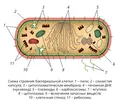 Бактерии. Схема строения бактериальной клетки.