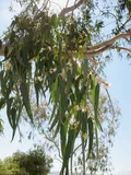 Эвкалипт. Эвкалипт прутовидный (Eucalyptus viminalis)