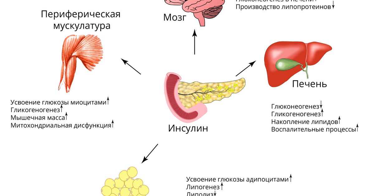Инсулин. Большая российская энциклопедия