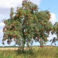 Рябина обыкновенная (Sorbus aucuparia). Плодоносящее дерево