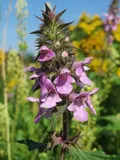 Чистец болотный (Stachys palustris)
