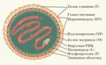 Схема строения вирусов рода Respirovirus