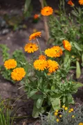 Календула (Calendula officinalis)