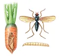 Морковная муха (Psila rosae)
