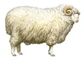 Цигайская порода овец. Баран цигайской породы