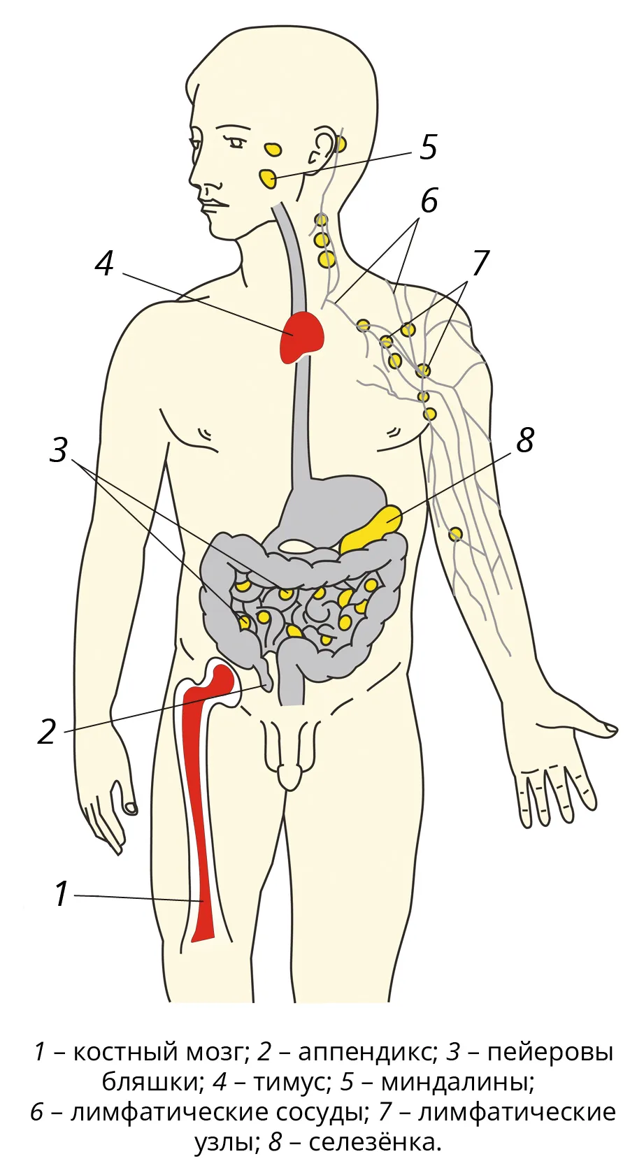 Органы иммунной системы. Иммунная система органы иммунной системы. Аппендикс Центральный орган иммунной системы. Органы иммунной системы человека тимус. Селезенка Центральный орган иммунной системы.