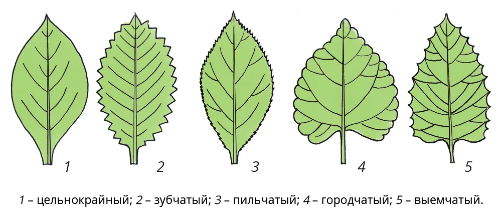 Как называется декоративная форма восходящая к рисунку листьев