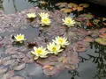 Кувшинка 'Пигмея Хелвола' (Nymphaea 'Pygmaea Helvola')