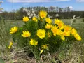 Адонис весенний (Adonis vernalis) 